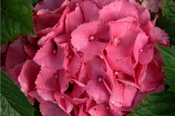 Hydrangea macrophylla 'Schöne Bautznerin'
