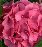 Fernansicht Blütenball Hydrangea macrophylla 'Schöne Bautznerin'