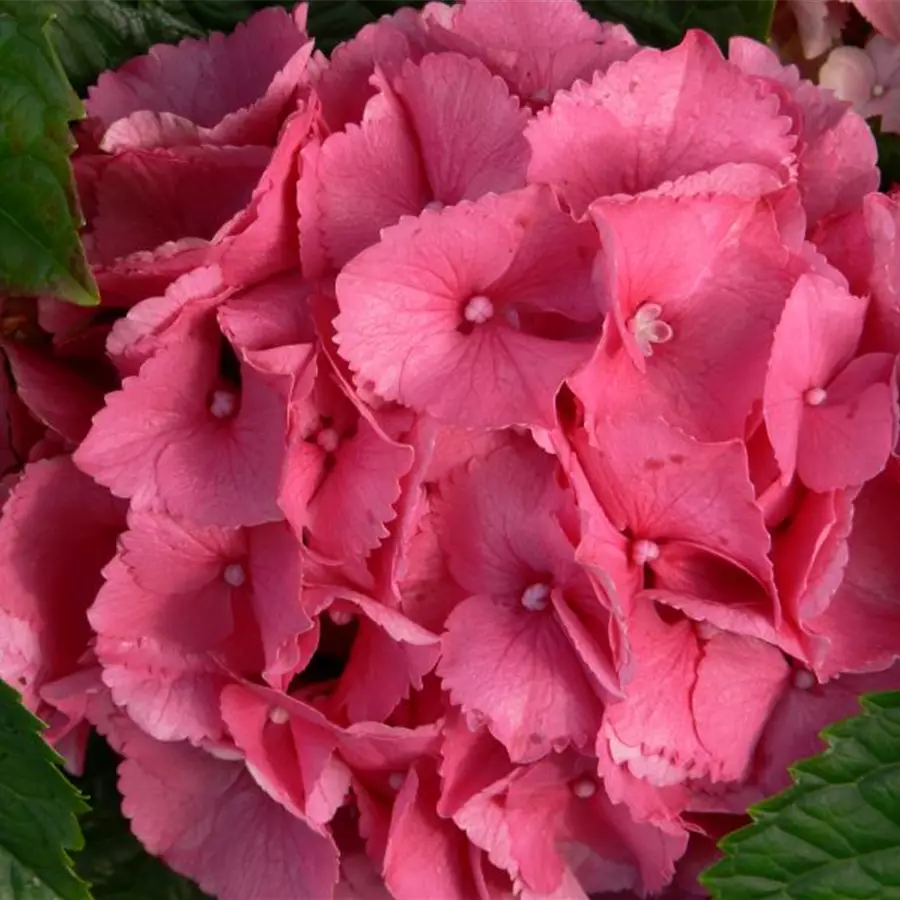 Fernansicht Blütenball Hydrangea macrophylla 'Schöne Bautznerin'