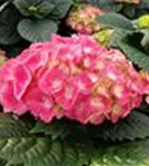 Blüten Hydrangea macrophylla 'Schöne Bautznerin'