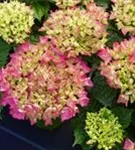 Pinke Blüten Hydrangea macrophylla 'Schöne Bautznerin'