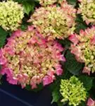 Pinke Blüten Hydrangea macrophylla 'Schöne Bautznerin'