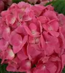 Pinker Blütenball Hydrangea macrophylla 'Schöne Bautznerin'