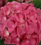 Pinker Blütenball Hydrangea macrophylla 'Schöne Bautznerin'