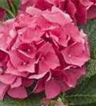 Nahaufnahme pinke Blüten Hydrangea macrophylla 'Schöne Bautznerin'