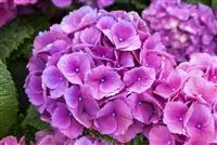 Hydrangea macrophylla 'Schöne Bautznerin' blau Hydrangea macrophylla 'Schöne Bautznerin' blau