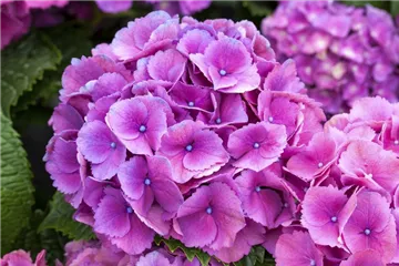 Hydrangea macrophylla 'Schöne Bautznerin' blau
