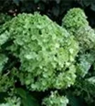 P42716_1.jpg