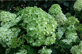 Rispenhortensie 'Bobo' ® - Hydrangea paniculata 'Bobo' ®