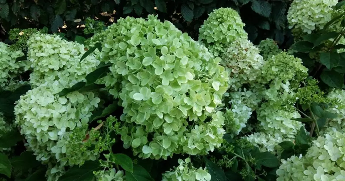 Hydrangea paniculata 'Bobo' ®
