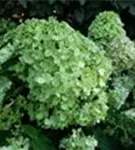 P42716_1.jpg