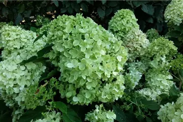 Hydrangea paniculata 'Bobo' ®