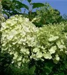 P42716_3.jpg