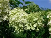 Hydrangea paniculata 'Bobo' ®