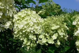 Rispenhortensie 'Bobo' ® - Hydrangea paniculata 'Bobo' ®