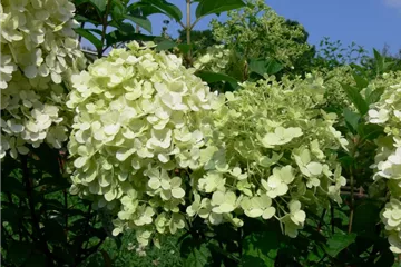 Hydrangea paniculata 'Bobo' ®