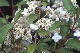 Rispenhortensie 'Kyushu' Premiumgehölz - Hydrangea paniculata 'Kyushu'