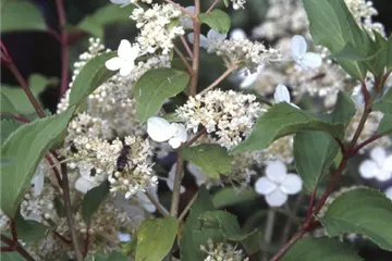 Hydrangea paniculata 'Kyushu'