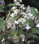 Blüten Rispenhortensie 'Kyushu'