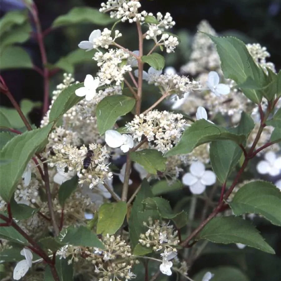 Blüten Rispenhortensie 'Kyushu'
