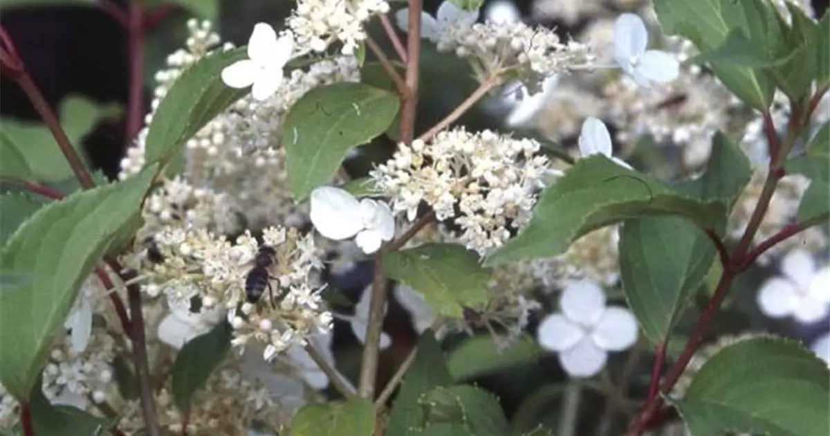 Hydrangea paniculata 'Kyushu'