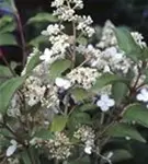 Blüten Rispenhortensie 'Kyushu'