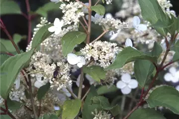 Hydrangea paniculata 'Kyushu'