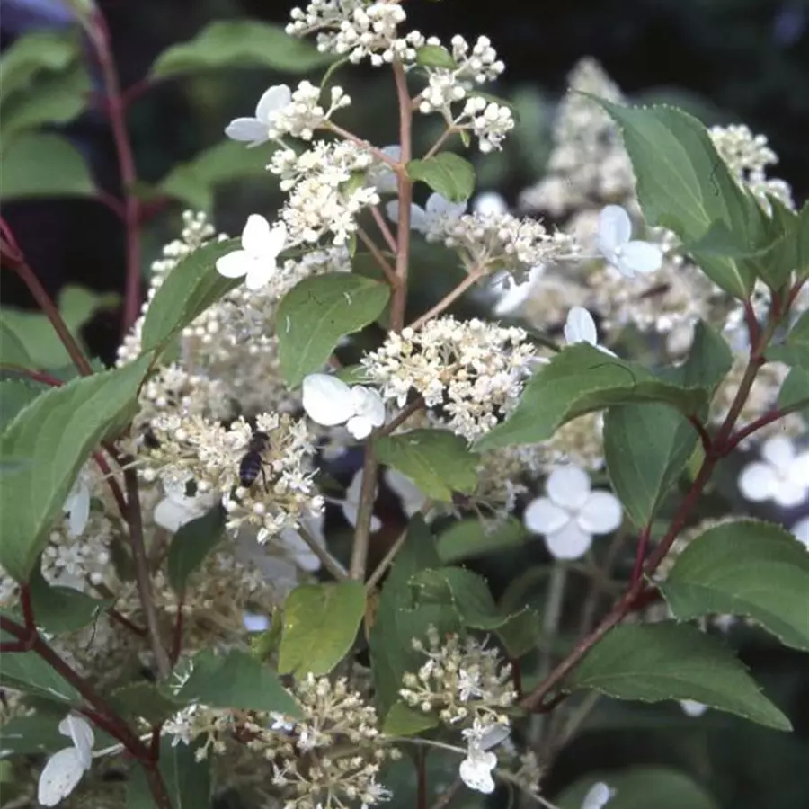 Blüten Rispenhortensie 'Kyushu'