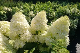 Rispenhortensie 'Limelight' ® Premiumgehölz - Hydrangea paniculata 'Limelight' ®