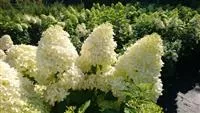 Hydrangea paniculata 'Limelight' ®
