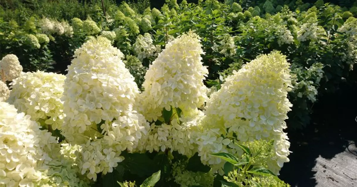 Hydrangea paniculata 'Limelight' ®