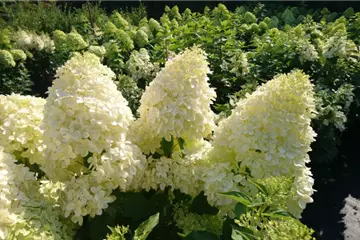 Hydrangea paniculata 'Limelight' ®