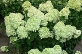 Rispenhortensie 'Limelight' ® Premiumgehölz - Hydrangea paniculata 'Limelight' ®