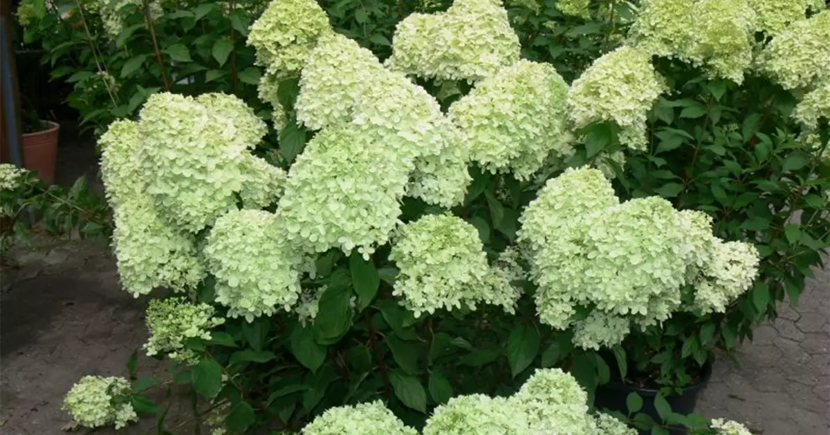 Hydrangea paniculata 'Limelight' ®