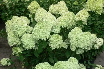 Hydrangea paniculata 'Limelight' ®