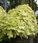 P16827_5.jpg