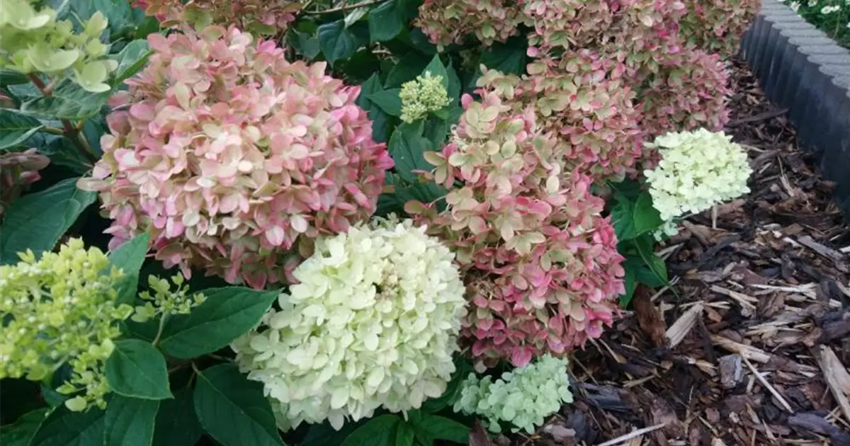 Hydrangea paniculata 'Little Lime'®