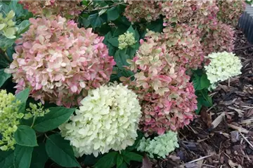 Hydrangea paniculata 'Little Lime'®