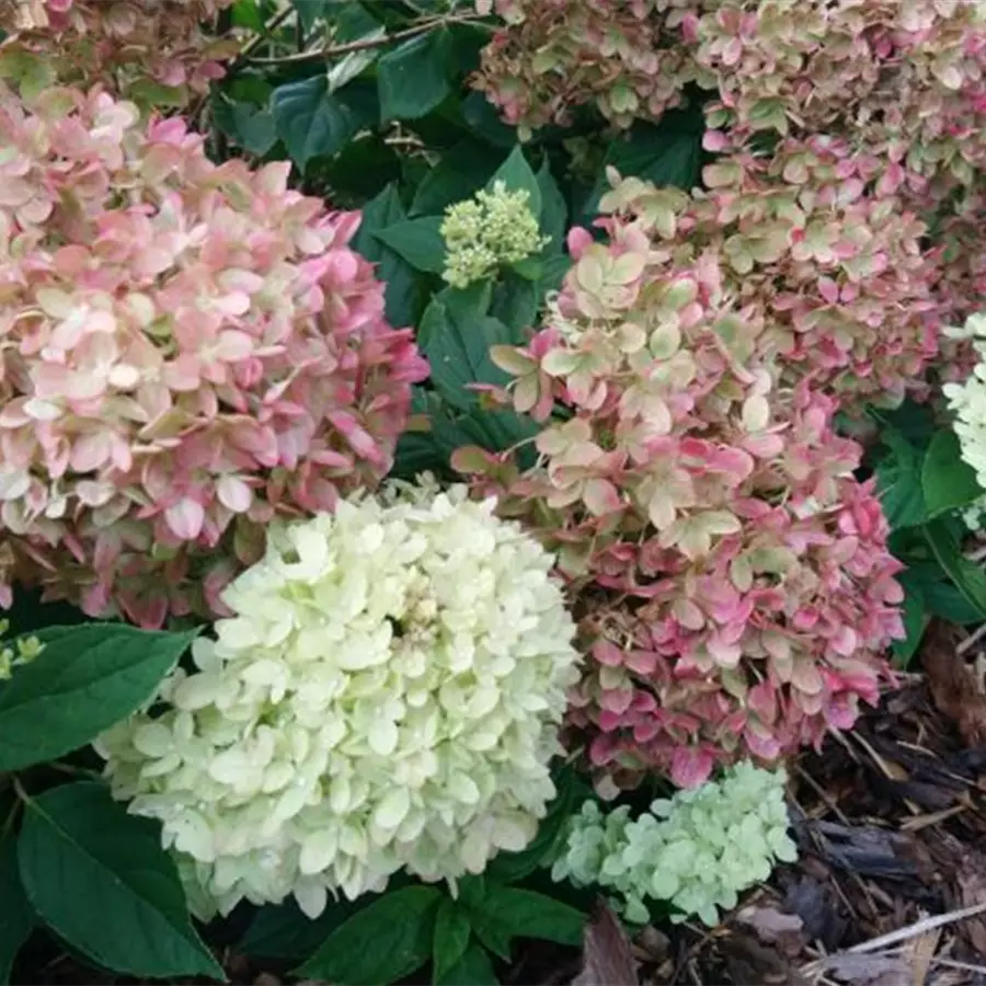 Grüne Blüten Zwerg-Rispenhortensie 'Little Lime'®