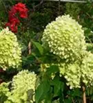 Rispenhortensie 'Magical Candle'® helle Blüten