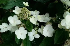 Rispenhortensie 'Magical Fire' ® Premiumgehölz - Hydrangea paniculata 'Magical Fire' ®