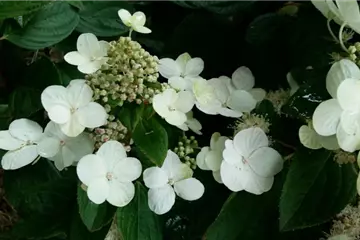 Hydrangea paniculata 'Magical Fire' ®