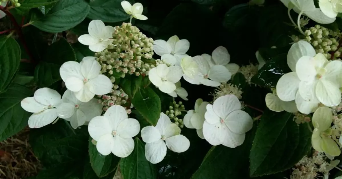 Hydrangea paniculata 'Magical Fire' ®