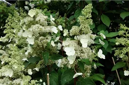Rispenhortensie 'Magical Vesuvio'® - Hydrangea paniculata 'Magical Vesuvio'®