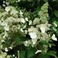 Helle Blüten Rispenhortensie 'Magical Vesuvio'®