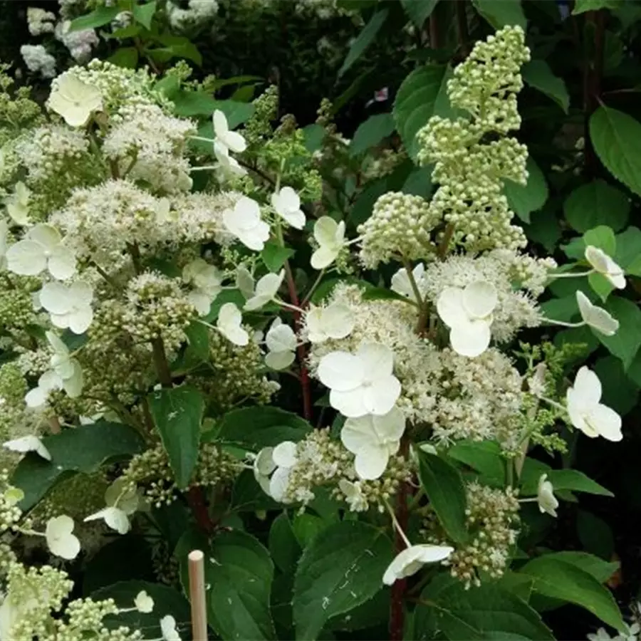 Helle Blüten Rispenhortensie 'Magical Vesuvio'®