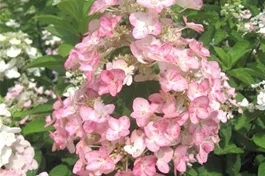 Rispenhortensie 'Mega Mindy'® - Hydrangea paniculata 'Mega Mindy'®