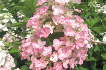Rispenhortensie 'Mega Mindy'® - Hydrangea paniculata 'Mega Mindy'®