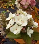 Weiße Blüten Rispenhortensie 'Mega Mindy'®