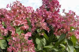 Rispenhortensie 'Mega Mindy'® - Hydrangea paniculata 'Mega Mindy'®